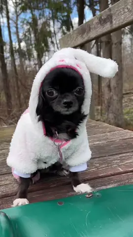 Stunt Bunny Puddin 🐰❤️ #dogsofttiktok