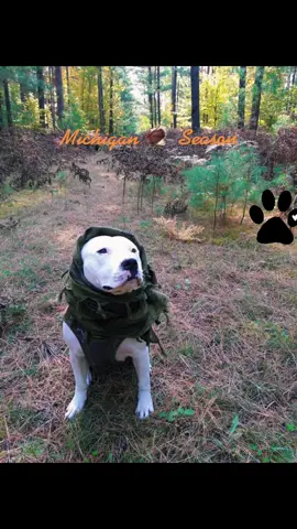 Turkey season last year #cabelas #cabelastiktok #bassproshops #military #veteran #turkeyseason #old #rate #pitbull #pitbullsoftiktok #dog #dogs #dogtok #Outdoors #smithandwesson #2a #pewpewpew #gy6 #huntingdog #camo #cantseeme #turkey #michigancheck #michigan #lookatme #adventure #doglife #doglover #pup #puppylove #puppy #puremichigan #bemyfriend  #camping #survivor #wild #wildanimals #training #campinglife #wilderness #skills #survival #livingmybestlife #fyp @Cabelas