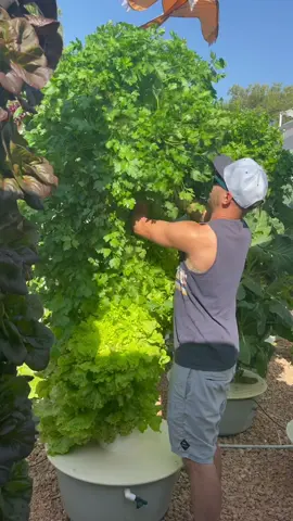 Massive parsley harvest from an aeroponic tower #parsley #herbs #verticalfarming #harvest #growyourown #hydroponics #towergarden #gardening #potager #farming