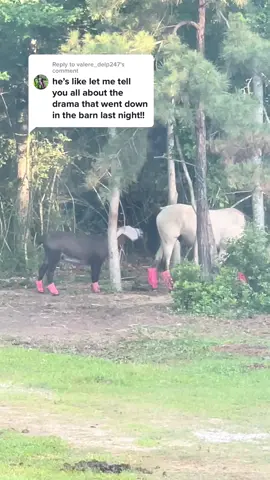 Reply to @valere_delp247 he usually starts it🤣💀. This time he’s pestering Jack, which is hilarious because he never reacts 🤣. #TopGunMode #montethesingingdonkey #dillhole #farmyarddrama #farmyardopera #yardgoblin #donkeysoftiktok #donkeytok #donkeybray #fyp #Texas #pest #littlebrother