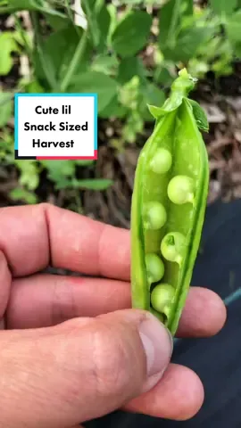 Cute lil snacksized harvest 😍 #harvestbasket #harvest #strawberries #peas #gardenharvest #berrypatch #berry #berries #veggiepatch #veggies #vegetables #victorygarden #garden #gardentok #garden101 #gardening #gardeningtok #gardening101 #growfood#growagarden #growfoodnotlawns #peaceful #wholesome #homestead #homesteading #homesteadtok #homesteadlife #relax #destress #adorable #cute #comealong #conealongwithme #TopGunMode #fyp #fypシ #fypage #foryou #foryoupage #viral