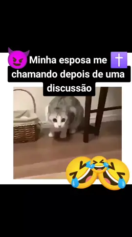 #humor #engraçado #AnimaisNoTikTok #gat #gato #foryoupage