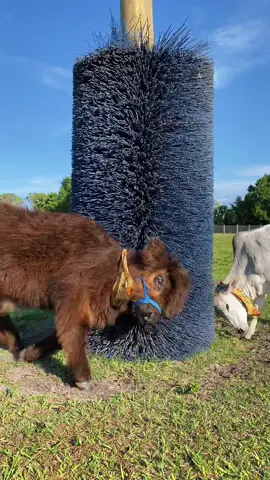 Sharing is caring 🤗 #homerandhumpty #cowsoftiktok #TopGunMode #fluffycow #cowscratcher #besties #animalsoftiktok #PetsOfTikTok #farmlife #cow