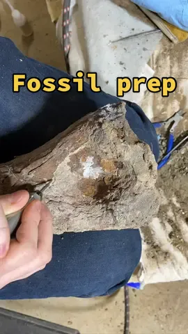 Edmontosaurus leg bone! Fossil preparation @jurassicworld #dinosaur #edmontosaurus #jurassicworld #fossil #paleo