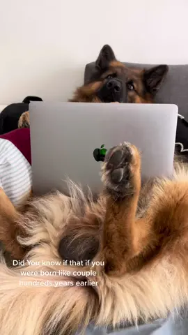 #germanshepherd #spoiled #dogsoftiktok
