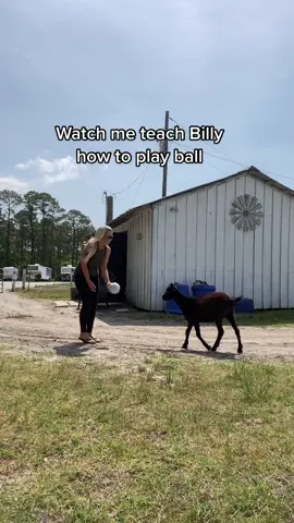 He’s basically a soccer star now #katespadenycabana #goats #farmlife #funnyanimals #fyp