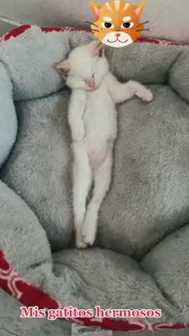 #misgatitos🤭 #hermosos #foryou