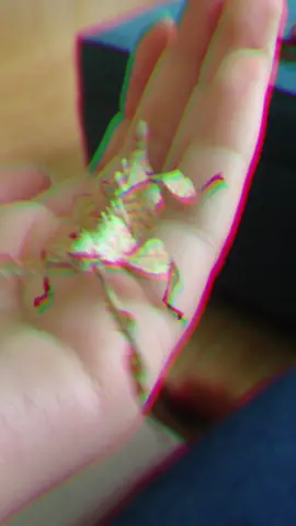 The cutest rave #spinyleafinsect #rave #dance #greenscreenvideo #greenscreen