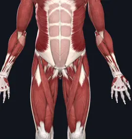 Seguimos con el #TriánguloFemoral (de Scarpa) Hoy con su contenido  ⤵️ Image  of Complete Anatomy Thanks to @3D4Medical