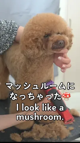 トイプードルは何カットが好きですか？　What hairstyles do you like on a poodle? #lovelygrooming #toypoodle #トリミング #トイプードル #강아지미용 #토이푸들