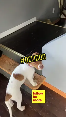 #delidog #puppiesoftiktok #fyp