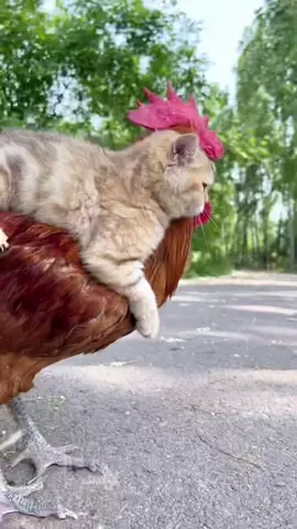 Let's go. I'll show you the sea of stars#pet #cute #funny #tiktok #foryou #cat #chicken