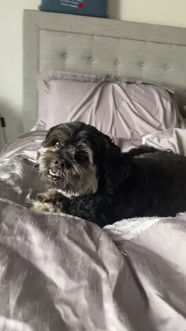 can you imagine #PetsOfTikTok #fyp