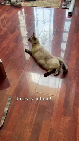 We didn’t know why the cat was making weird noises (we r first time cat rescuers) and finally figured Jules was in heat! #catsoftiktok #catsinheat #rescuecat #lifewithcats #fyp #catsforyoupage