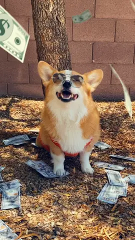 My money don’t jiggle but my booty wiggles #jigglejiggle #cute #dogsoftiktok #trend