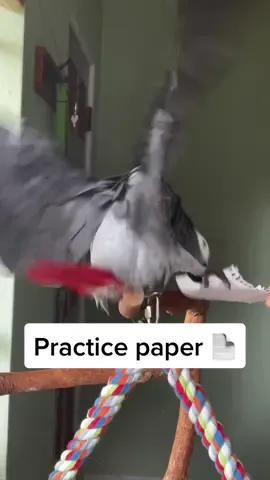 Apollo’s very excited for “paper” 😬 #cuteanimals #funnyanimals #cutebird #funnybirds #africangrey #parrotsoftiktok #birdsoftiktok #fyp #foryou #parrot #birds #birb #training #animaltraining #paper #talkinganimals