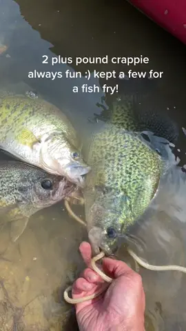 2lb plus crappie :) good eats. #fishing #fishtok #crappie #crappiefishing #fyp