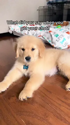 The vet and I are not frens anymore. #fyp #foryoupage #dogsoftiktok