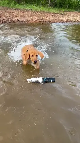 Harley (3 months) is already getting the hang of this! #lab #puppy #training #dog #trending #duck #mallard #arkansas #offseason #fyp