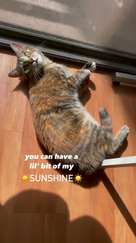 Monday's are rough. Take a meow-ment and enjoy some sunshine ☀️ @😺Somi & Eggsy😸 #cats #catsoftiktok #sunshine