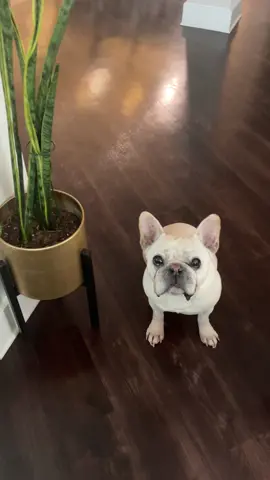 •every single person when i walk our dogs alone: “WOW that’s a lot of dogs!” me: “i want one more!” 🐶🐶🐶• #frenchiesoftiktok #labradoodlesoftiktok #frenchie #labradoodle #threedogs #nicheflex #fyp #fypage #fypagechallenge #dogsoftiktok #dogs #creamfrenchie #merlefrenchbulldog #merlefrenchie #chocolatelabradoodle