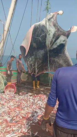 সাগরের বাঁদুর মাছ