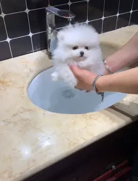 Do you want to bathe my cute puppy?#pets #petlover #dog#doglover #cutebaby #cute #animals #lovely