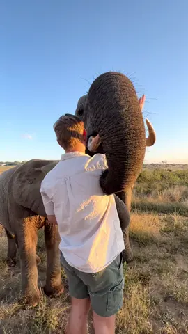 Adine’s son, Xander gets a warm greeting from Matriarch, Tokwe while out walking with Khanyisa 🌿 #elephantorphanage #elephants #animalrescue #fyp #khanyisa #southafrica #family