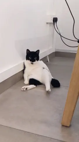 This music though 🎶 #tiktokcat #humor #meme #fyp #sensuality