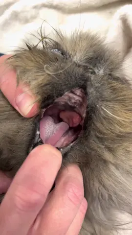 Importance of a good oral exam during vet visits. #tiktokpartner #LearnOnTikTok #cat #oralmass