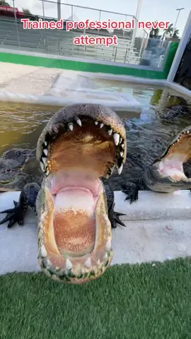 Trained professional never attempt @evergladesholidaypark #Gator #Alligator #Florida #Animal #Animals #Reptile #Educational