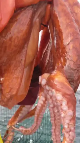 Octopus meets my Dog then swims FREE #friendliestcatch #octopus #dog #puppy #rockcrab #crab #santacruz #boat #giantoctopus #crab #fisherman #wolfeel #captain #seacreature #deadliestcatch #trap #eel #alaska #seal #sea #seashanty #sealion @finnicle Eric Bording with the Release @davidbfish