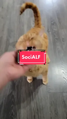 #Meow #Alfans #DevonRex #catsoftiktok