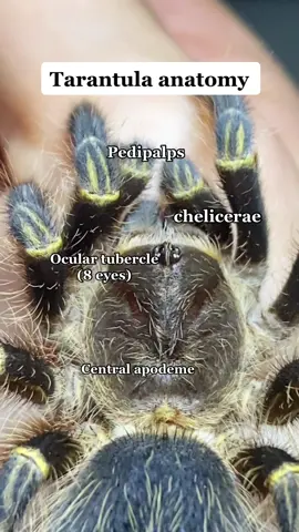 Pt.1: unknown creatures🕷 #tarantula #learnwithtiktok #spider #migale #aracnideo #arachnid #neiperte #fypage #viral