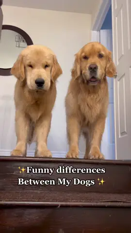 Embrace your differences 🥰 #differences #goldenretrievers