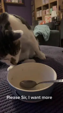 #catsoftiktok
