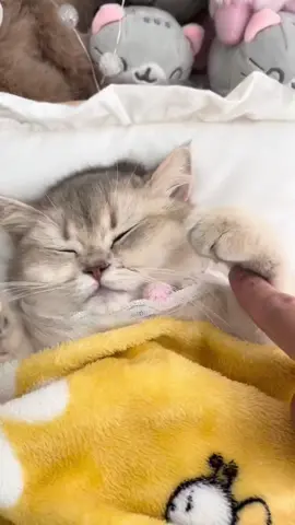 Such a cute baby#cat