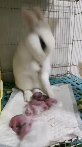 Thỏ mẹ nhổ lông mình, để lót chổ ngủ cho đàn con.