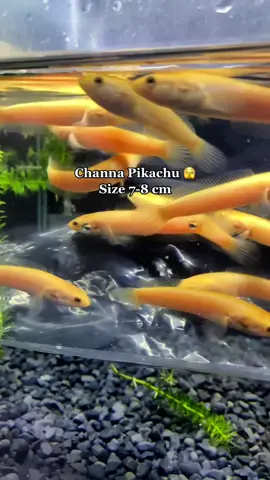 Gaskeun mumpung ada yg size agak besar nih, jarang2 ada hihihi #ginanaquatic #ginanjogja #channagoldenxanthic #limbatagolden