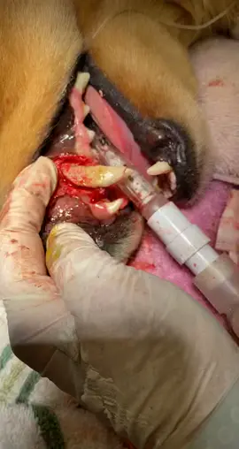 Diseased canine tooth caused by crown tip fracture…YIKES!! #vettech #veterinarian #tooth #teeth #dentist #dog #dogsoftiktok #FindYourEdge￼