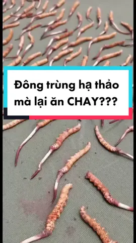 Đông trùng hạ thảo mà lại ăn chay??? có gì sai ư??  #côVânHàTĩnh #xuhuong #dongtrunghathao #anchay #tangdekhangmuadich #matngu #sinhlynam