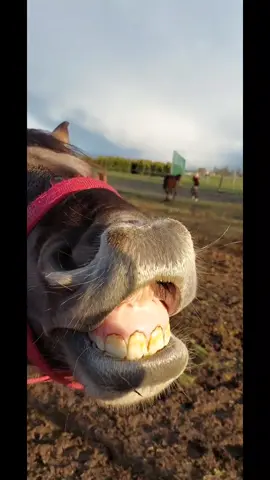 #agroturystykagronostaj #noclegi #fannyvideo #śmiesznekonie #horse #fanny #śmieszne #konie #HelloHBOMaxChallenge #basienka