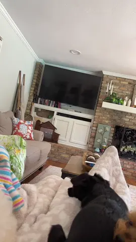 Scary beasts 🐩🐶🐕‍🦺🐾