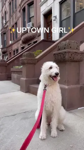 Daisy Mae is the main character, always. 💗 #upperwestside #uptowngirl #uptownnyc #uws #labradoodlelife