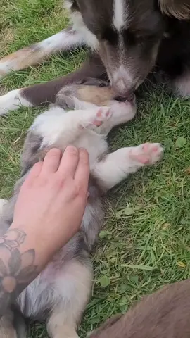 #miniatureaustralianshepherd #australianshepherd #miniaussie #miniaustralianshepherd #blacktri #bluemerle #redtri