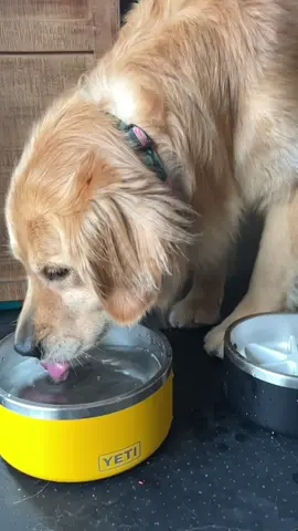 Mind blown 🤯 #goldenretrieverlife #dog