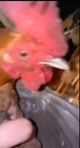 #meme #memes #funny #foryou #fyp #fypage #fypシ #dankmemes #memestiktok #chicken #cursed #viral