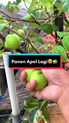 Panen apel lagi di kebun atap😍🍏 #VoiceEffects #panen #panenbuah #apelputsa #berkebun #berkebundirumahaja  #fyp #azarinesunscreen