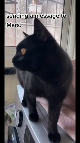 very communicative. under a secret mission. #catsoftiktok #pet #PetsOfTikTok #cats #blackcat