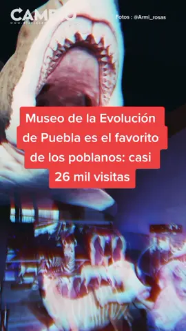 Museo de la Evolución de #Puebla es el favorito de los poblanos: casi 26 mil visitas. #diariocambio #telocuento #Puebla #Seguridad #foryoupage #foryou #TikTokInforma #tiktokinformativo #ÚltimaHora #fyp #Angelópolis #Viral #jurassicworld #jurassicpark #jurassicworlddominion #museospuebla #VisitaPuebla